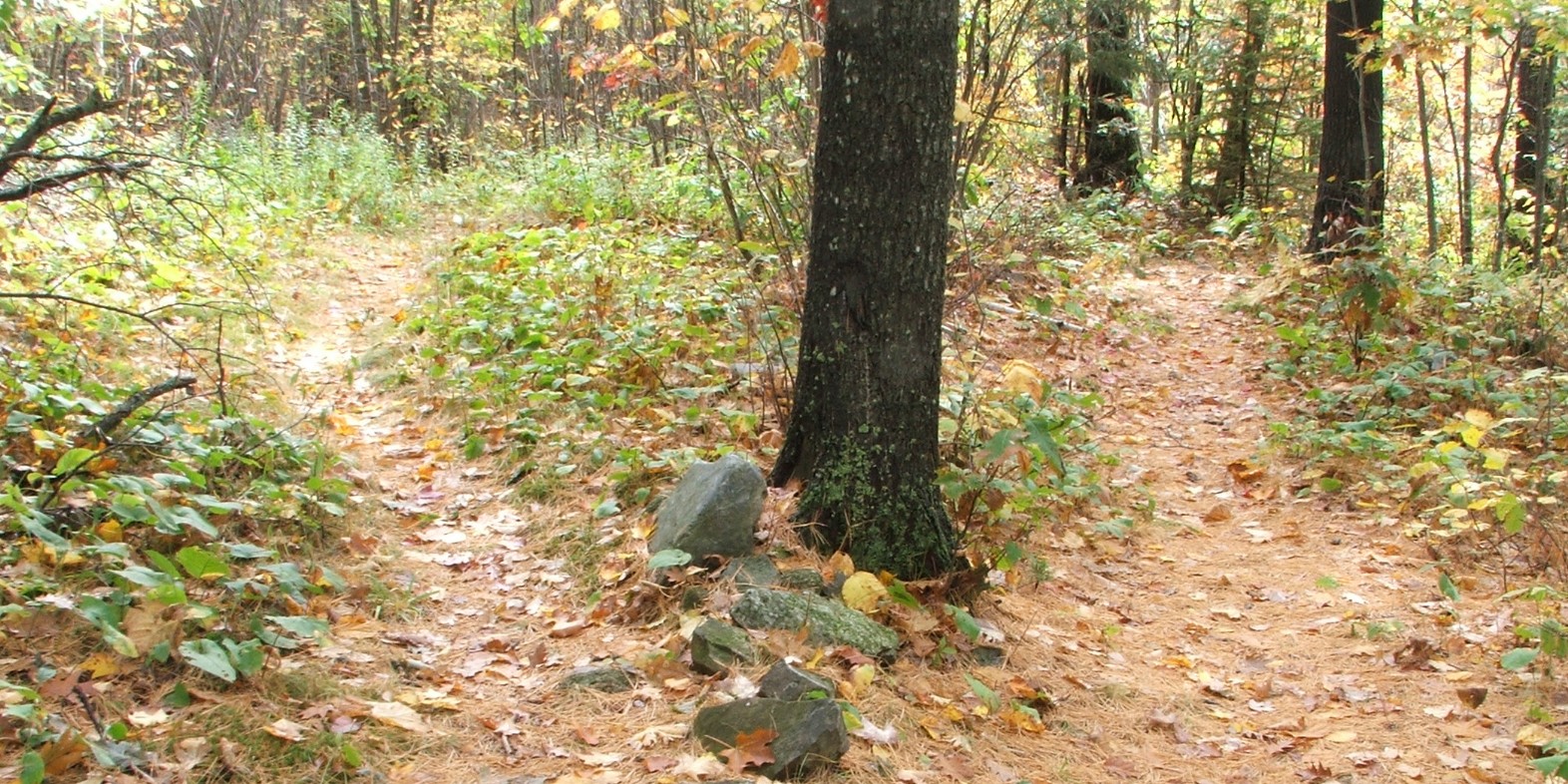 due strade nel bosco